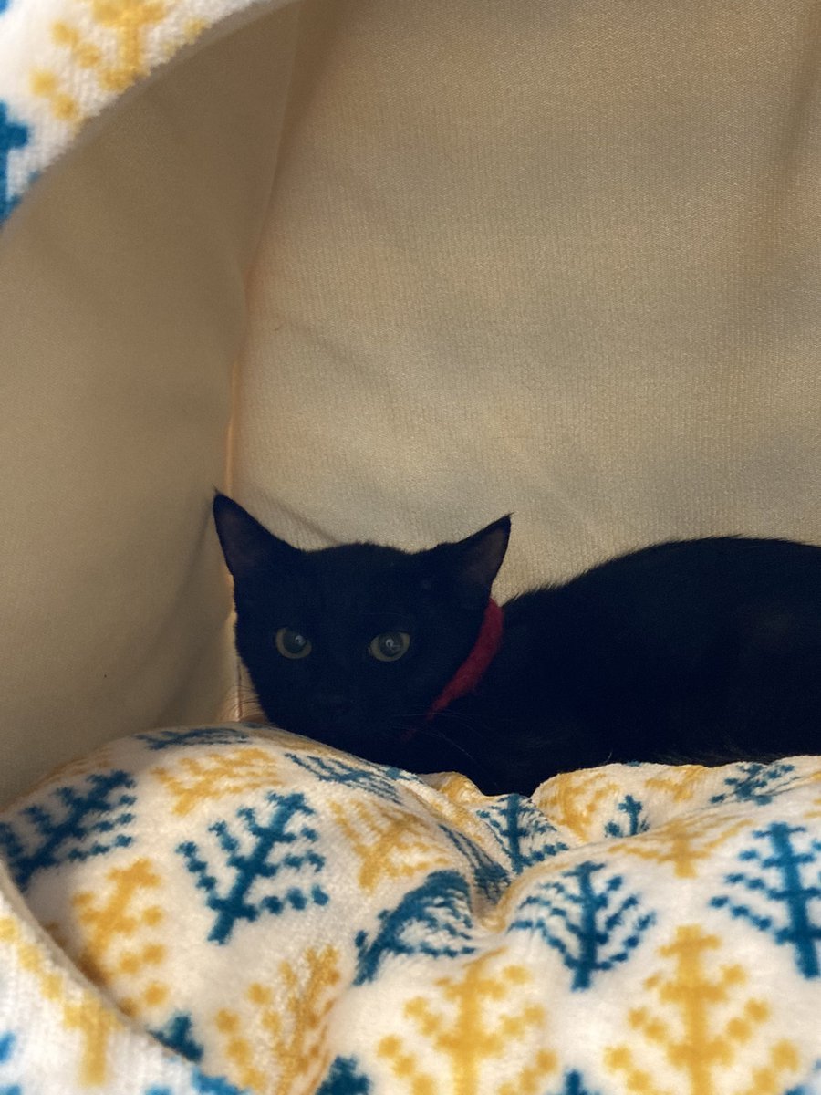 humanbehaviourX's tweet photo. 猫をお迎えしました。名前はミイとニンニです https://t.co/vAFUDlUiih