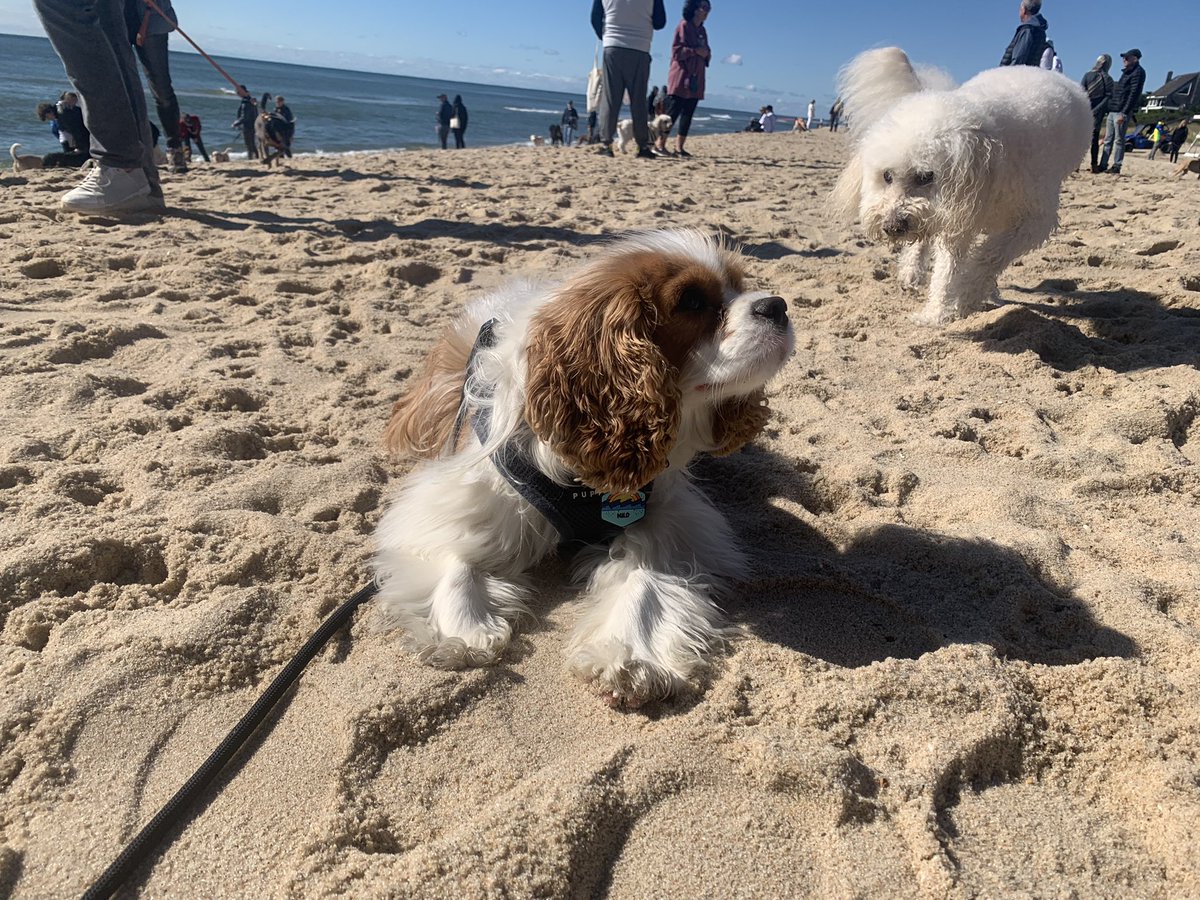 Pups supporting pups. Milo loved joining #strolltothesea for #animalrescue