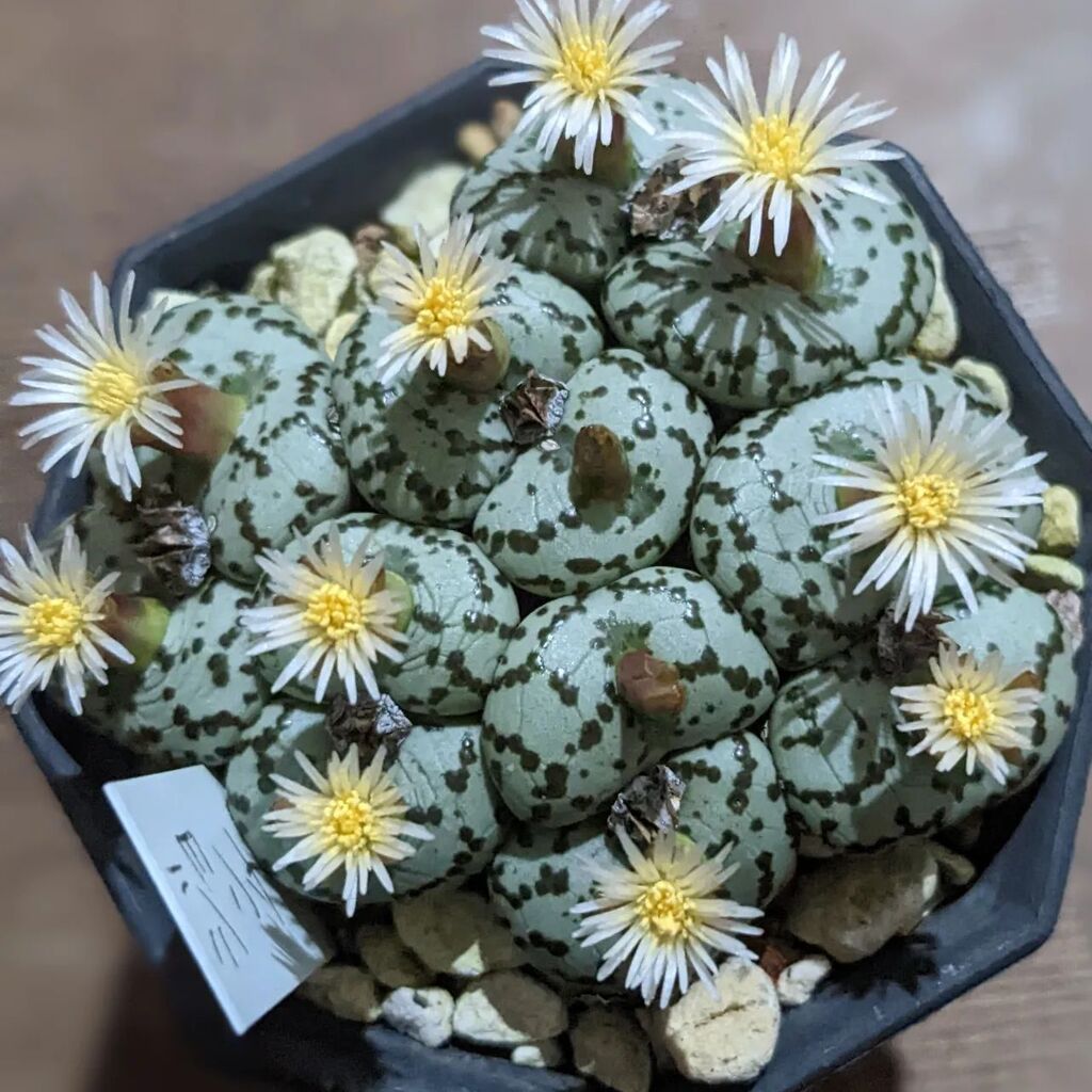 _Anne__'s tweet photo. #開花夜組 #すごい香り

#ジョンチン
#pageae
#コノフィツム #conophytum https://t.co/bFZ3lGsPvi https://t.co/nMS0ACcHfT