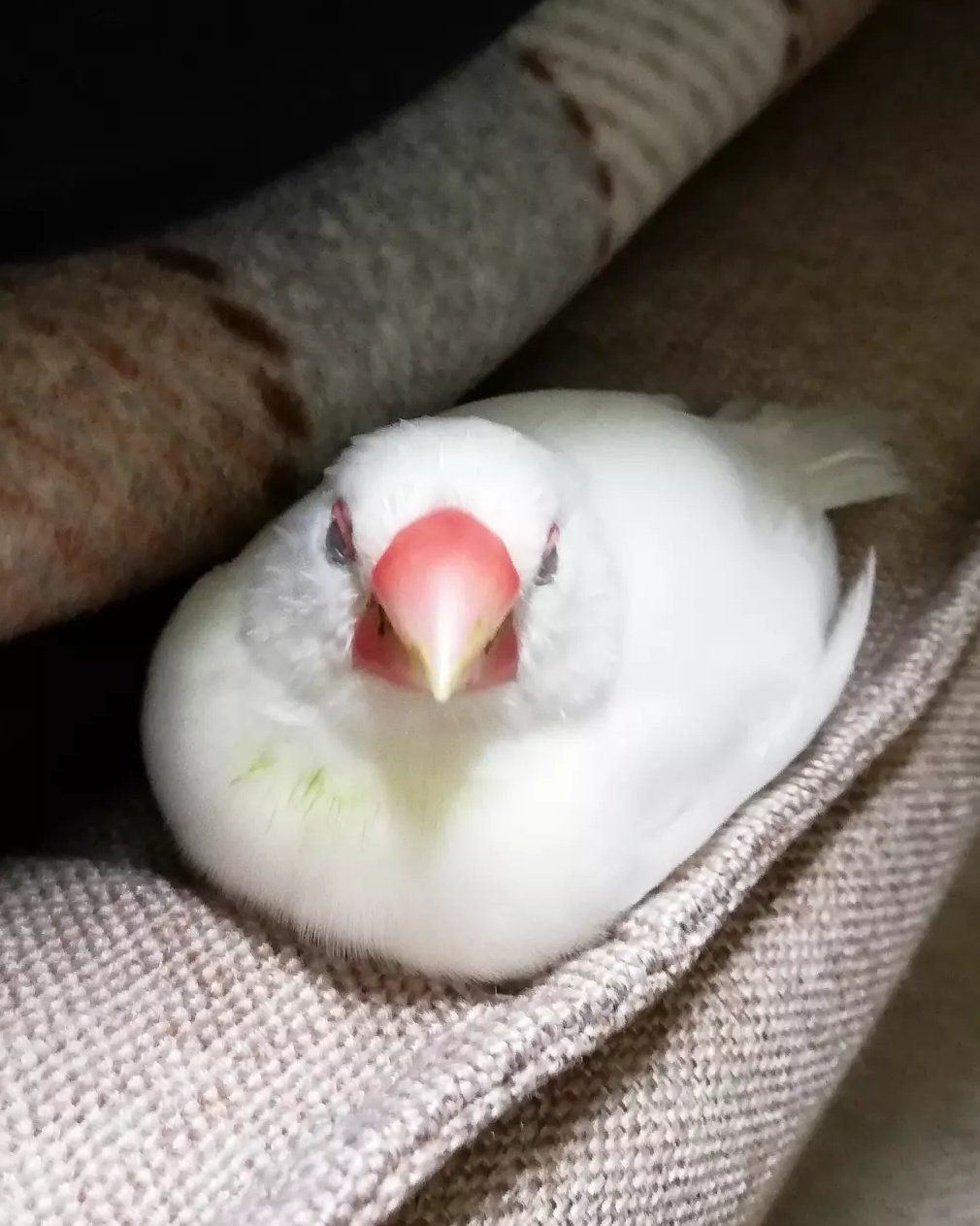 文鳥かわいい Twitter Search Twitter