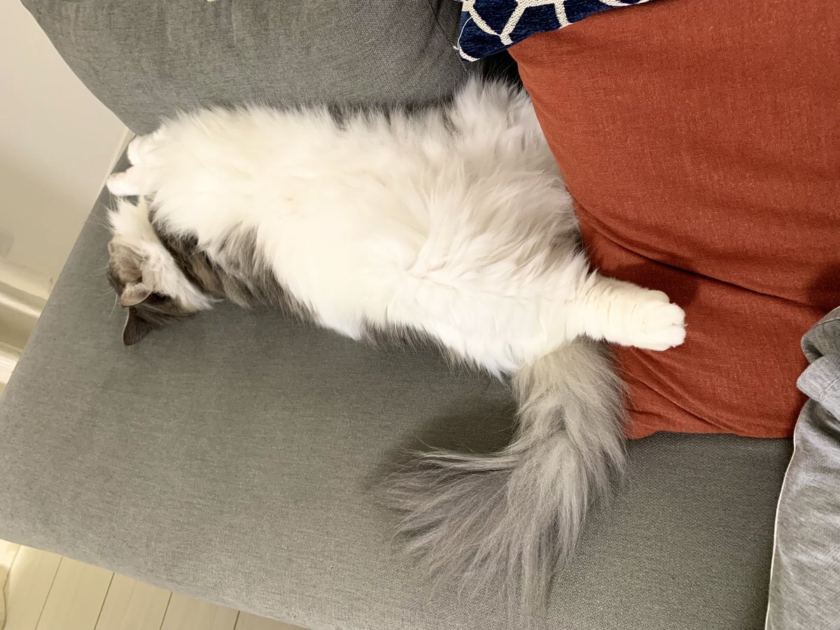 gomataro14's tweet photo. お昼寝中💤
ソファを占領して警戒心ゼロで眠るごま

#ノルウェージャンフォレストキャット 
#猫のいる暮らし https://t.co/2dn42DMsoG