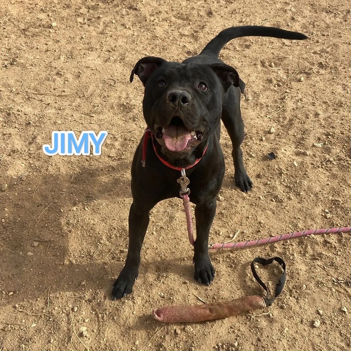 VidasSos's tweet photo. Recuerda, los animales también sufren el #racismo. Un ejemplo es  #Jimy,discriminado por el color de su pelo. Qué injusto es! Quieres darle una oportunidad?  Escríbenos por DM. https://t.co/KzMMpsOF2c