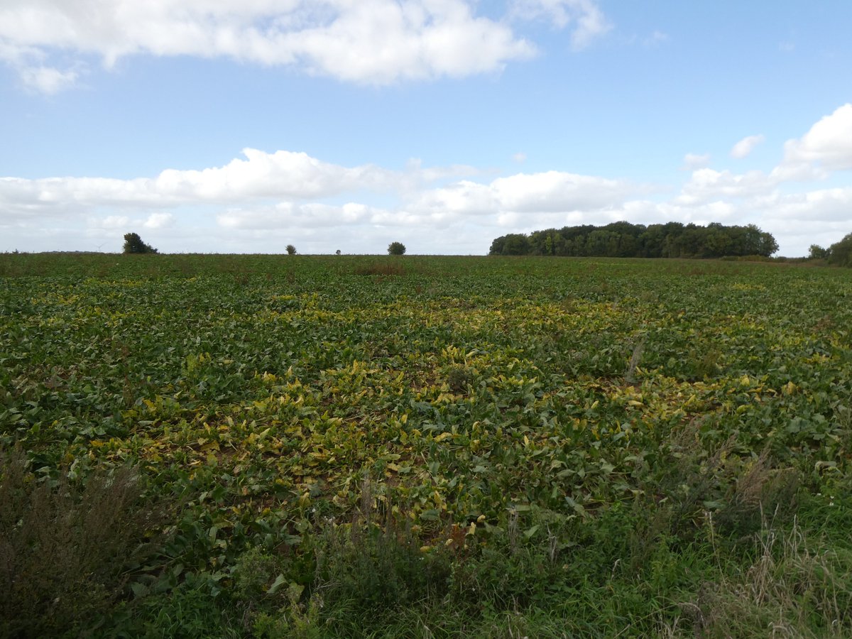 hub_observateur's tweet photo. 3éme année de démonstration terrain pour confirmer que pour la protection contre la jaunisse des bett les éléments topo ; haies et bandes d'herbes de + de 15 ans n'apporte rien ....ou pire par contre l'effet variétale se visualise Pour la petite faune les aménagements c'est ok https://t.co/kAWF3ZBpQs