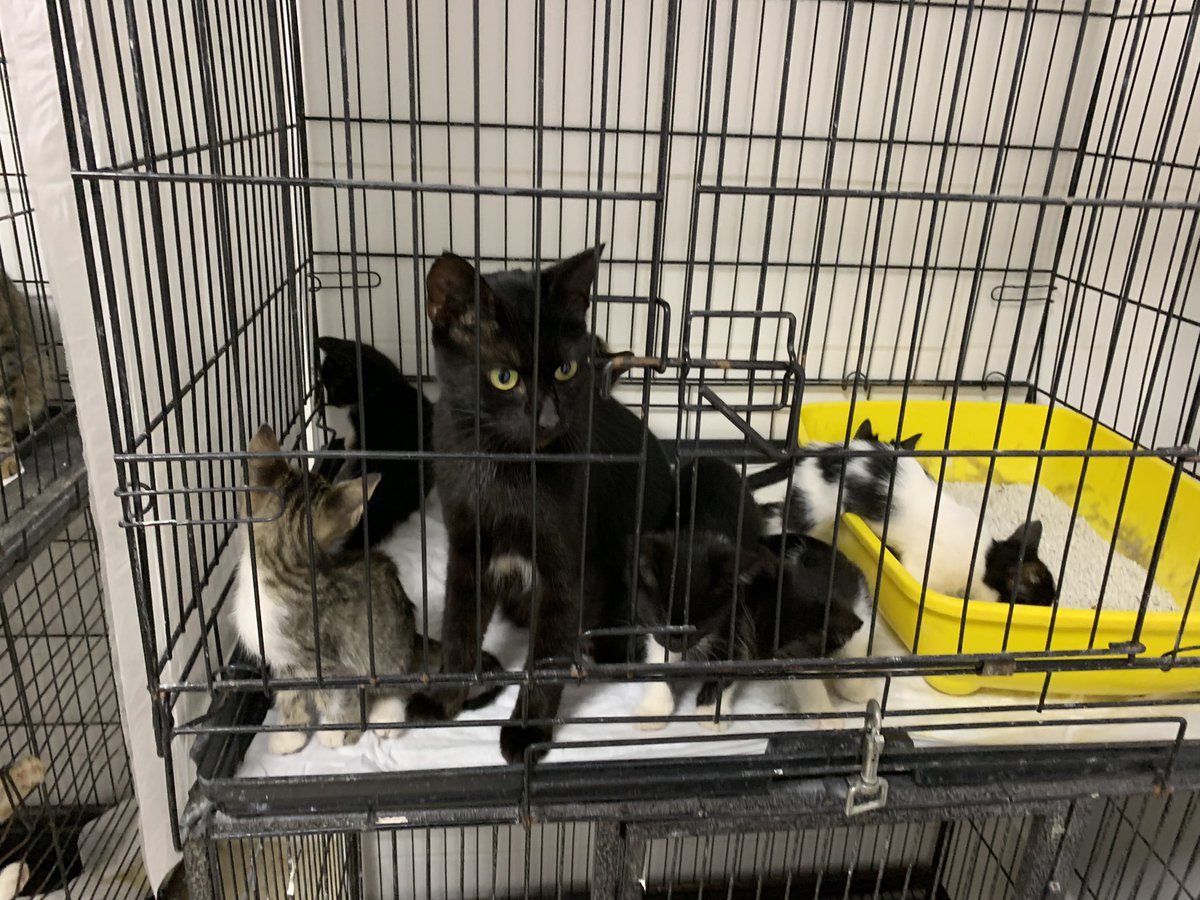 ABorcbakan's tweet photo. Çaresizliğimin fotoğrafı. Karamel muhtemelen evden atılmış bir kedi. Besleme bölgeme geldiğinde hamileydi. 6 bebek doğurdu. 1 ay sonra ç��plerin oraya atılmış 5 haftalık bir bebeği de kabul etti. Kısırlaştırma için kliniğe aldım.Yakın çevremde o kısırlaşıp dönene kadar bebeklerine https://t.co/9jv11mhtRv