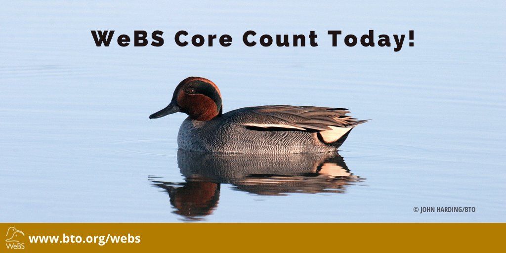 Today is the WeBS Priority Core Count date! Let's get out and enjoy our wetlands! @_BTO @RSPBScience @JNCC_UK
