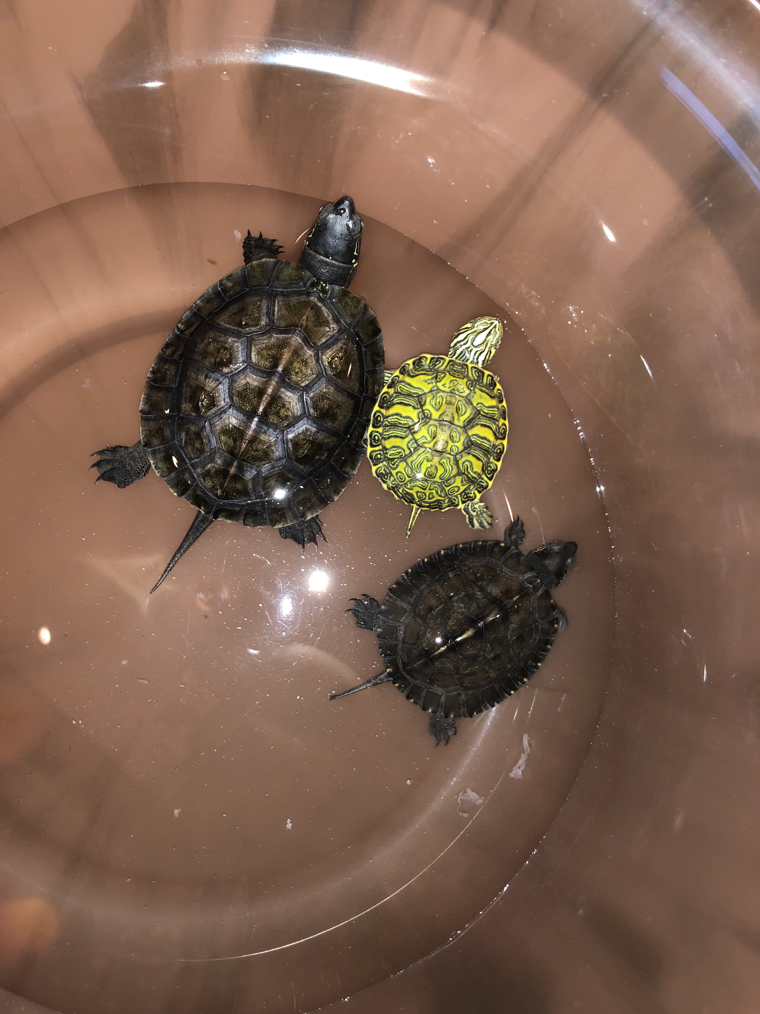 カントンクサガメ Twitter Search Twitter