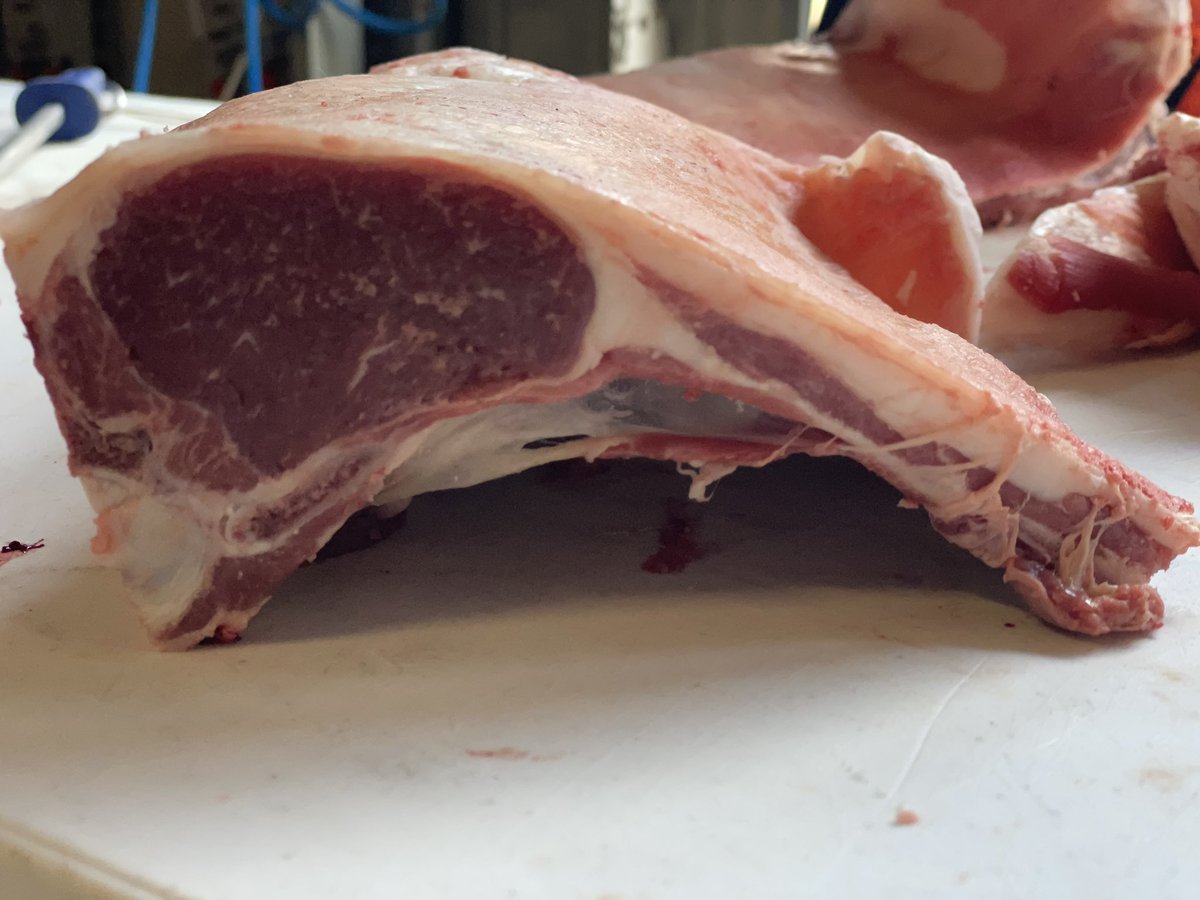 thunderhillpd's tweet photo. Progeny testing of the 2021 drop dorsets yesterday. Good amount of fat, lovely big eye muscle and not bad IMF. @BarenbrugAUS pasture raised. Taste and tenderness TBC. Southdown 2 Tooth in the oven at the minute (very different carcass). https://t.co/OhWjjwmUue