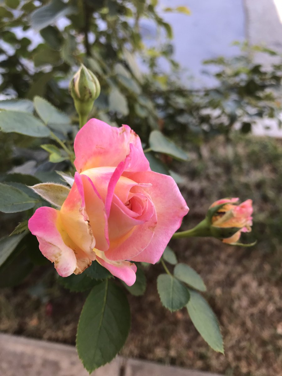 TomLarson2's tweet photo. October Sunday #october #sunday #flower #rose #redrose #flowerporn #flowerpower #flowerphotography #nature #naturelovers https://t.co/Nh8jFFfSBc