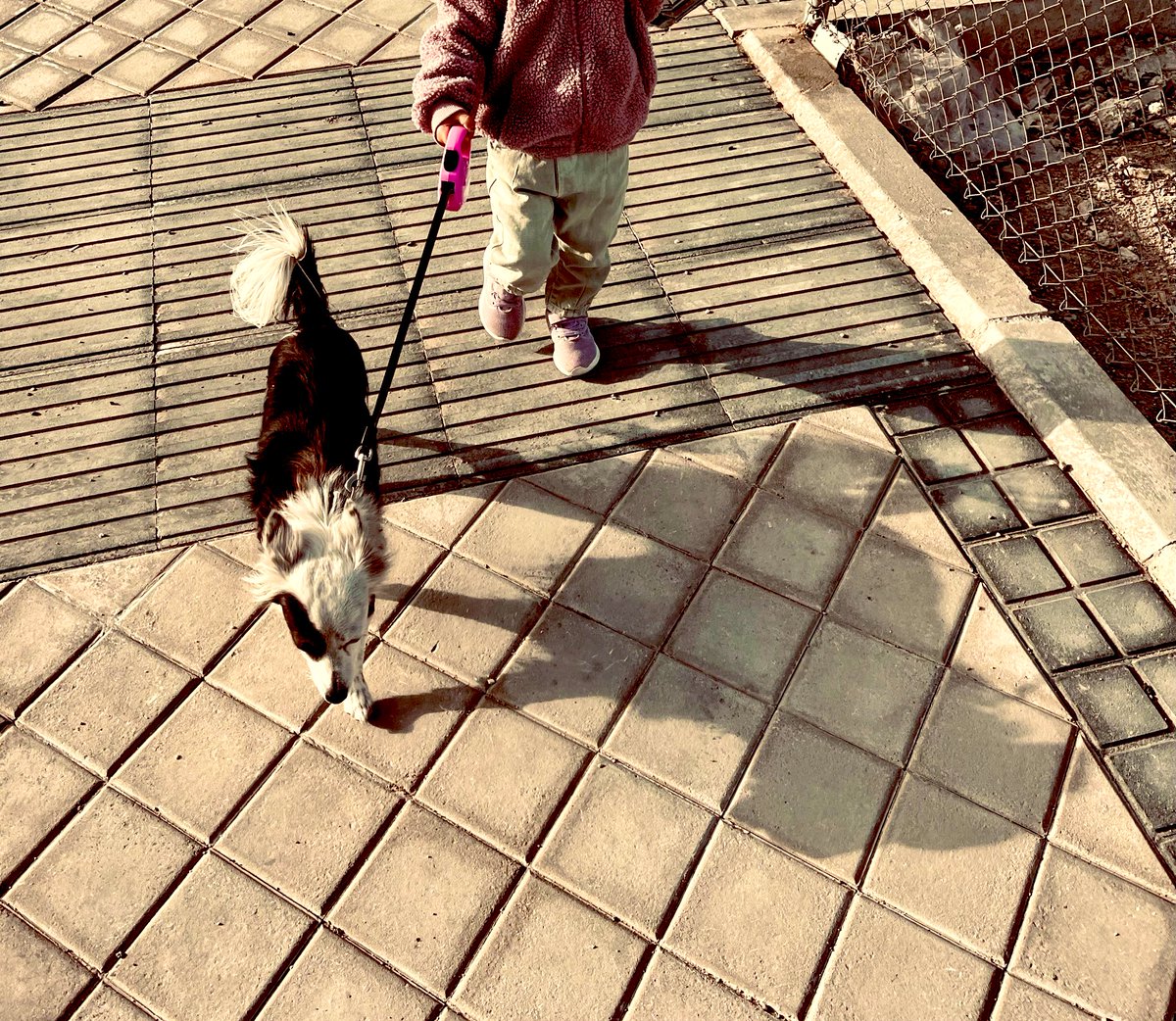ladygarabato's tweet photo. La pequeña ratilla 🐶, con sombra de loba😂😂😂😂😂
Los #Dogmingos al sol 💜👧🏻🐶 https://t.co/GJW2Q08oTo