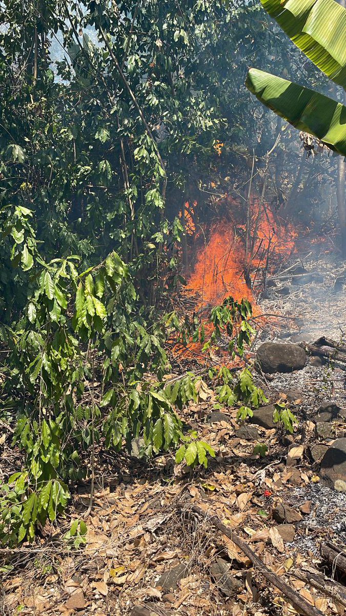 sdis976's tweet photo. STOP AUX MISES A FEU | ⚠️
Ces derniers jours les sapeurs-pompiers de Mayotte sont mobilisés pour combattre des dizaines de feux allumés volontairement. Ces feux échappent régulièrement à tout contrôle aux risque d'impacter les habitations, les infrastructures et l'environnement ! https://t.co/qB8bYEZNcx