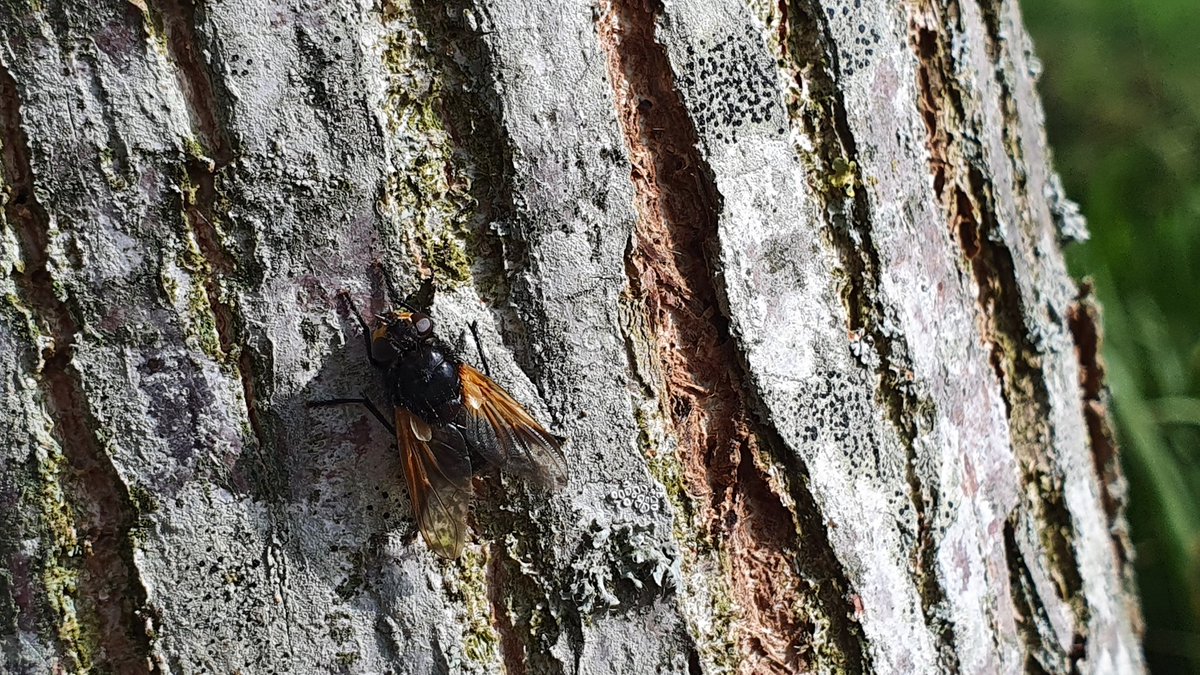 DuylsBos's tweet photo. Wat een bijzondere vlieg zat er op een boomstam. Het bleek de schorsvlieg te zijn die lekker in het zonnetje zat 🪰🌳
#schorsvlieg #mesembrinameridiana #ophetplatteland #boomschors #inhetzonnetje #insect #kijknou https://t.co/7sQGXo9Bwi