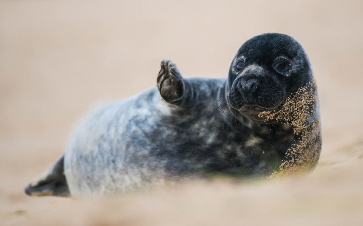 Всем привет #animals