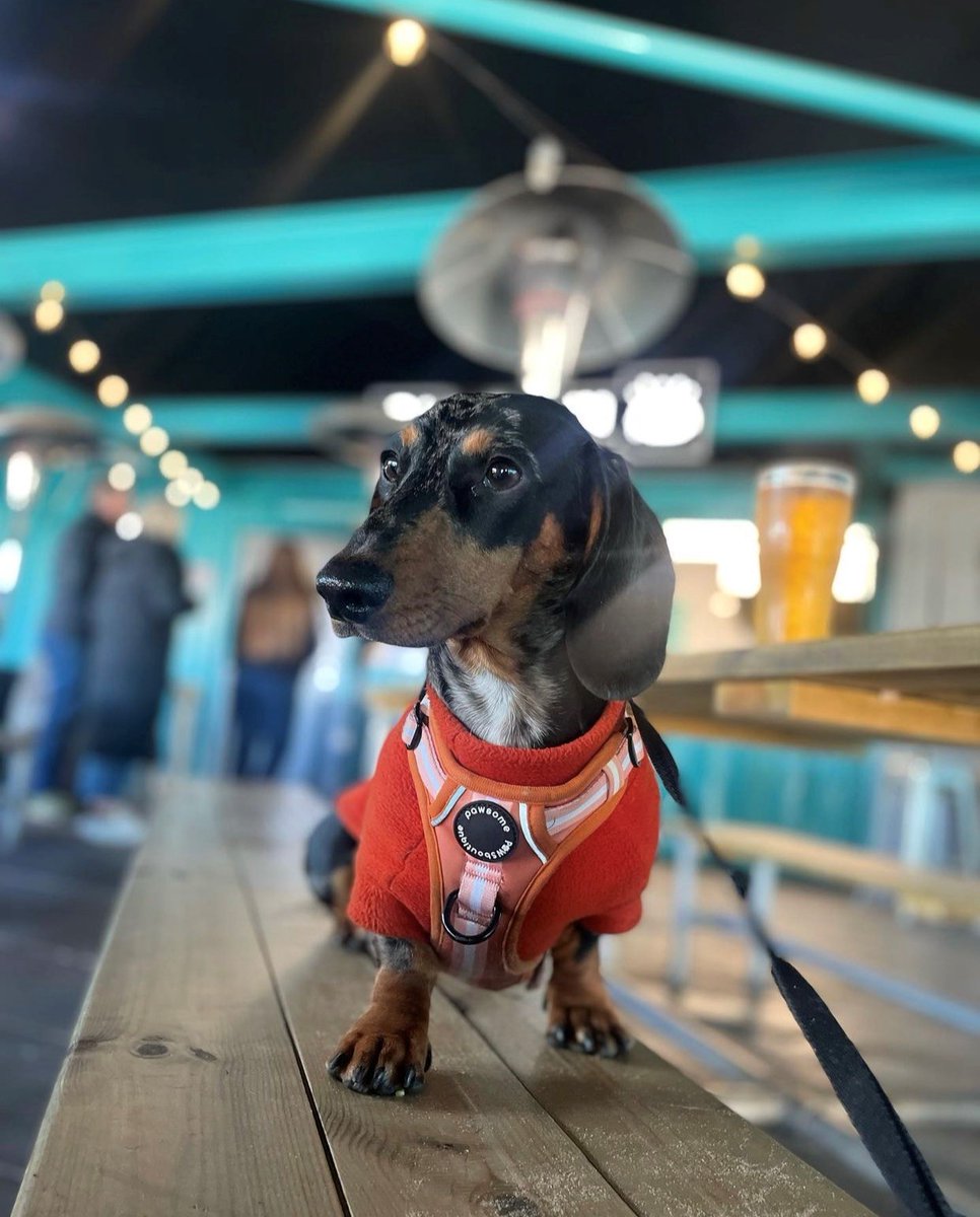 Who let the dogs out? 🐶😎 Don't forget we are a dog friendly venue and we love seeing your photos of your four legged friends, so be sure to tag us. 📸 rodneythesaus (via IG)