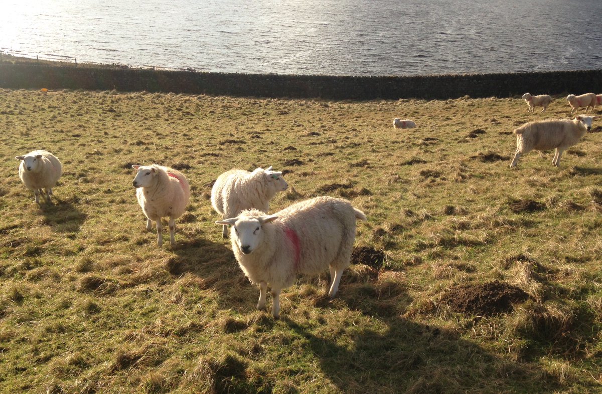 HARTResearch's tweet photo. @sjholt50 @charbhardy @LisaMSutch @VenetiaJane @rita_taylor @NicksSetters Beautiful, gentle start to your day, Mme S - and you are doing ever so well with #keepinggoing - take good care, with love and tender 🤗from all the flock 🐑💜🌼🐑xxx https://t.co/Oxq67ugRrG