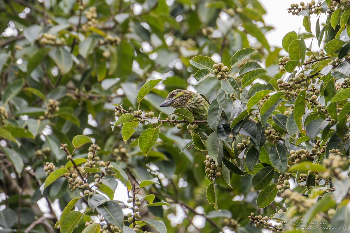 Our 1st #GlobalBigDay stop was at AngPhakNam Waterfall, a site we never visited. We were blown away by >20 Great Hornbills over a fig tree visited by increasingly noisy frugivores at dawn. Here are some of them
#globalbirding #globalbirdweekend #birdsuniteourworld @global_birding