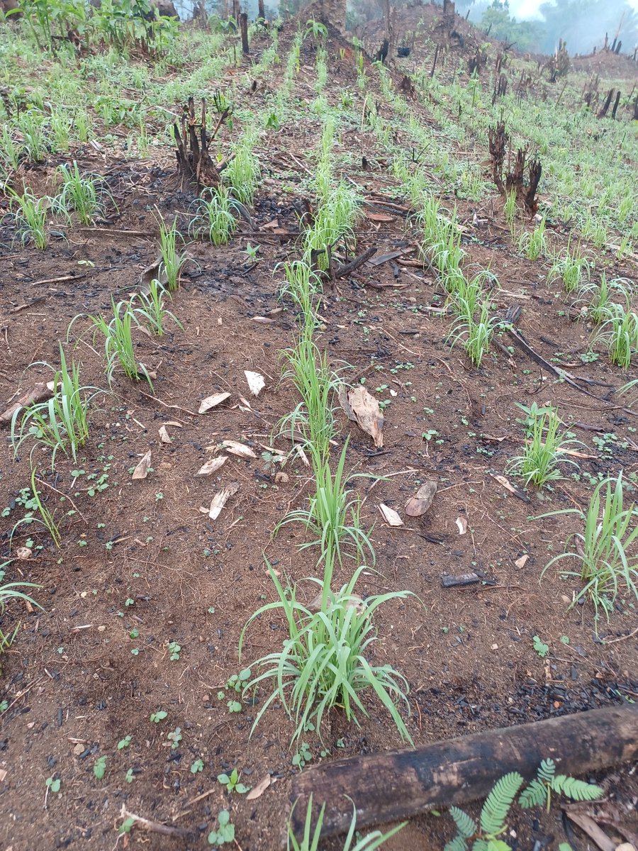 ADPF_RDC's tweet photo. "Mupunga ya Kwetu"
-Il faut rendre à l’agriculture sa place et son rang-
A Kalambi, Territoire de Mwenga. @ADPF_RDC développe la culture du Riz, 4ha de Riz Nerica 4 #Riz #agriculture @prMByak https://t.co/RIhSKiia8W