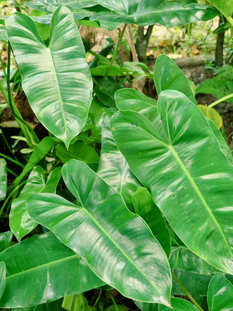 Philodendron burle-marx, one of the plants that's super easy to care for. Would recommend to beginner plant parents 🌿💚
#planttwitter #plantlover #plantito #plantaddiction