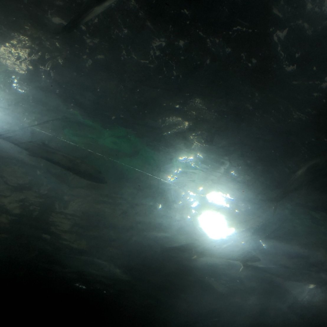 ขอให้ปลาไม่ร้องไห้