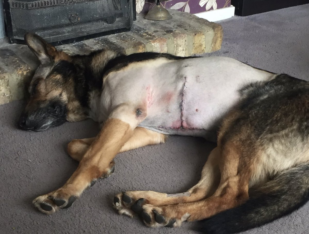 K9Finn's tweet photo. 6 years ago Finn came home from the vets to recover with his family after being stabbed &amp; we posted a picture that shocked &amp; inspired a team of thousands to help us make change, to make a difference.
Finn’s Law started its journey.
#FinnsLaw 
#FabulousFinn
#Hero https://t.co/Sr0tIDEzgt