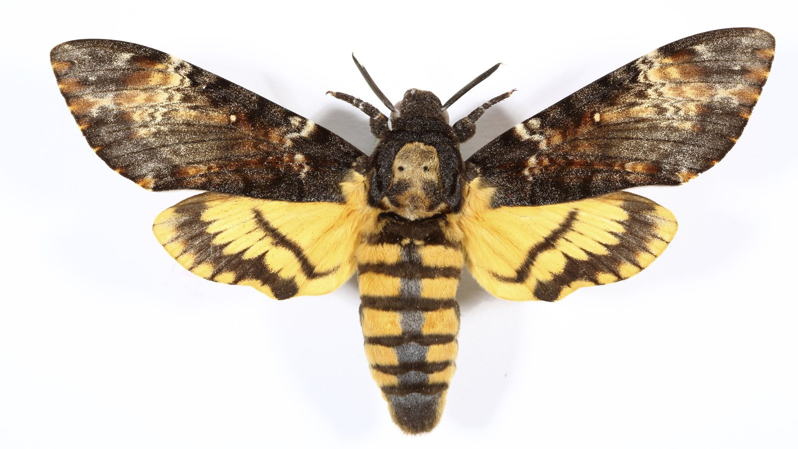 𝐓𝐀𝐓𝐁𝐎𝐘 𝐆𝐑𝐈𝐌 on X: Oh my Gah, to everyone wondering wtf Bray  Wyatt's new logo is, it's an (inverted) Death's-head Hawkmoth - which is a  real moth that features a marking on