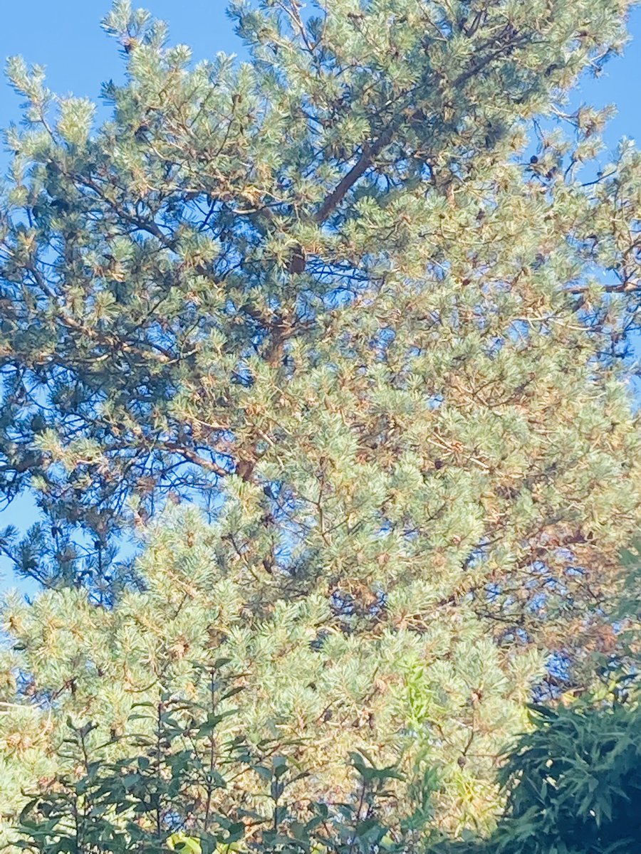 DeliaCazzato's tweet photo. Sunday morning looks good to me ππ» many shades of gorgeousness I can see πππ π³ Life can be so sweet on the sunny side of the street ππ»ππ»π #SundayThoughts #PoetDee https://t.co/uizd8hr06V