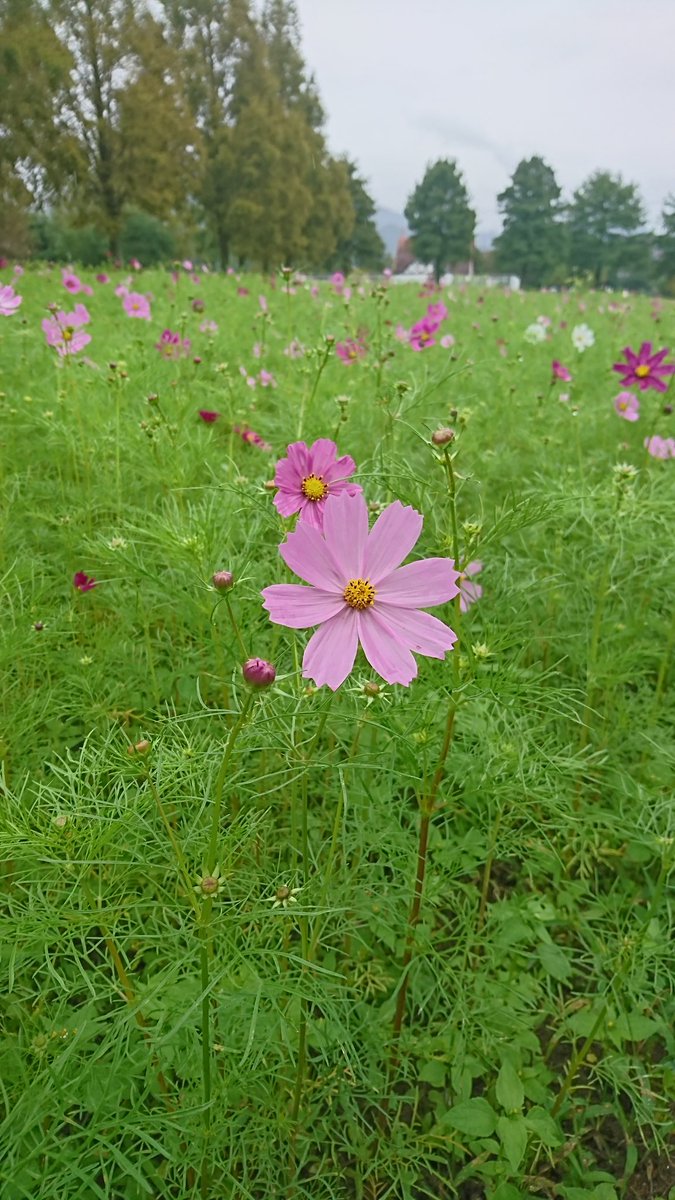 ブレーメの丘
コスモス見てきました😊
滋賀県