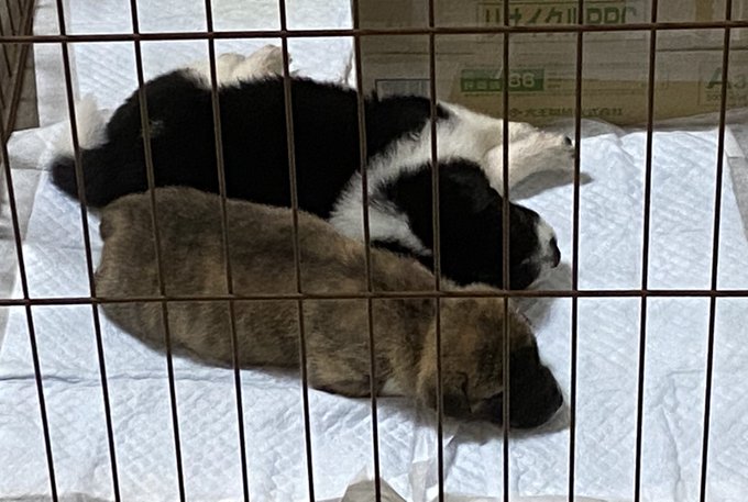 今日の毛虫わんこ 