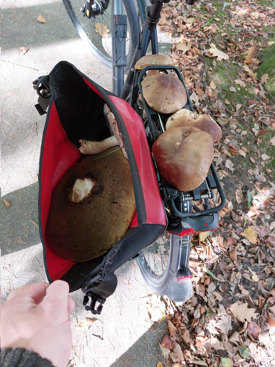 LexKnoops's tweet photo. Zoveelste paddenstoelen plukker 🍄 Dit is niet de bedoeling, geniet van het aanzien en blijf er van af.#paddenstoelen @gemeentesoest @RUD_Utrecht https://t.co/kbYS85mI0V