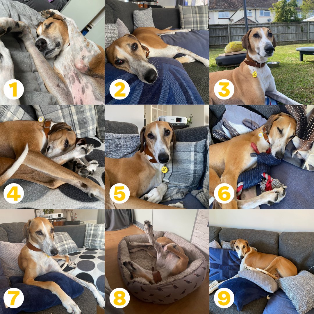 Which chilled Flash are you today?? ☺️💤

Head to our website to find out more about Flash  👉📱💻
dogstrust.org.uk/rehoming/dogs/…

#SnoozySundays #FlashAHHHH #coachpotato #chilledvibesonly #lovelylurcher #adoptme