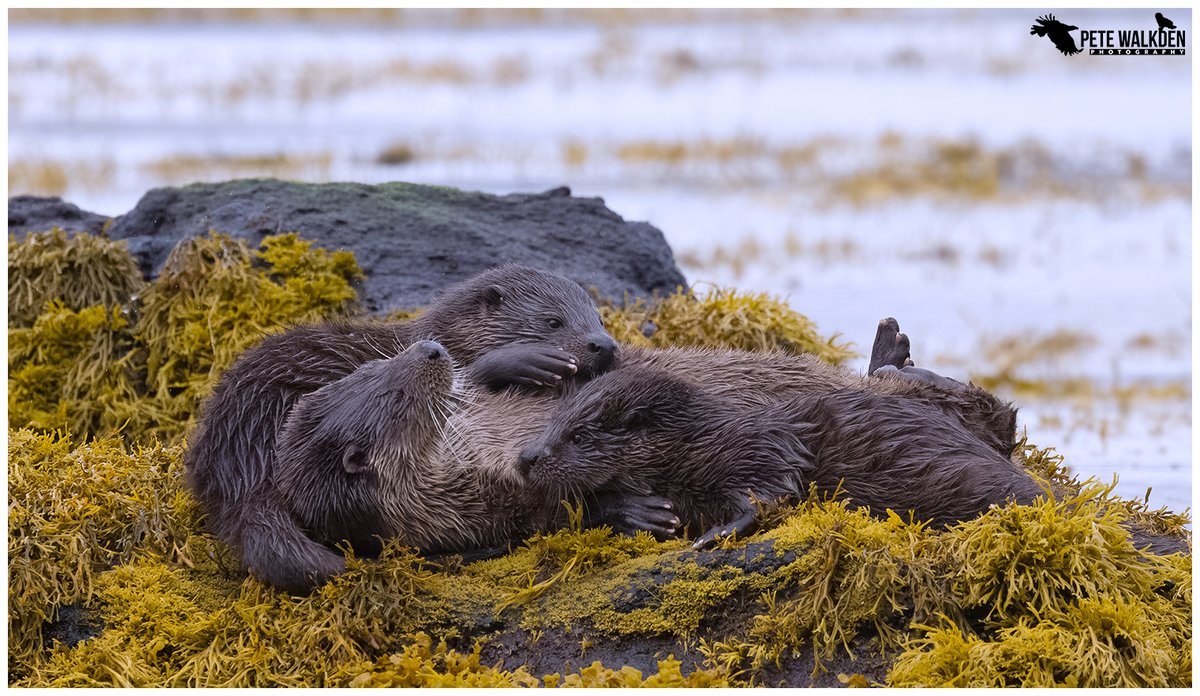 Pete Walkden tweet media