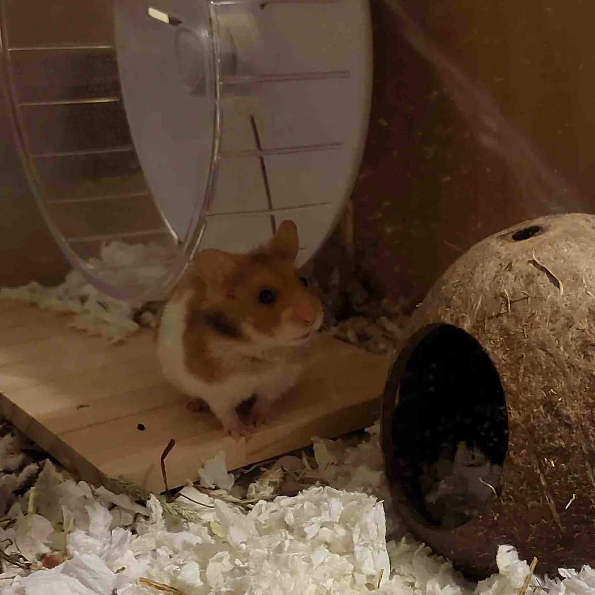 Victoria_Jean85's tweet photo. Meet gingey, my littlest mans first pet of his own. 
Potentially not the wisest choise of pet with 3 cats in the house.....i did suggest we name it Cat Snack but that didn't go over very well 🤣 https://t.co/WsgXebvVsD