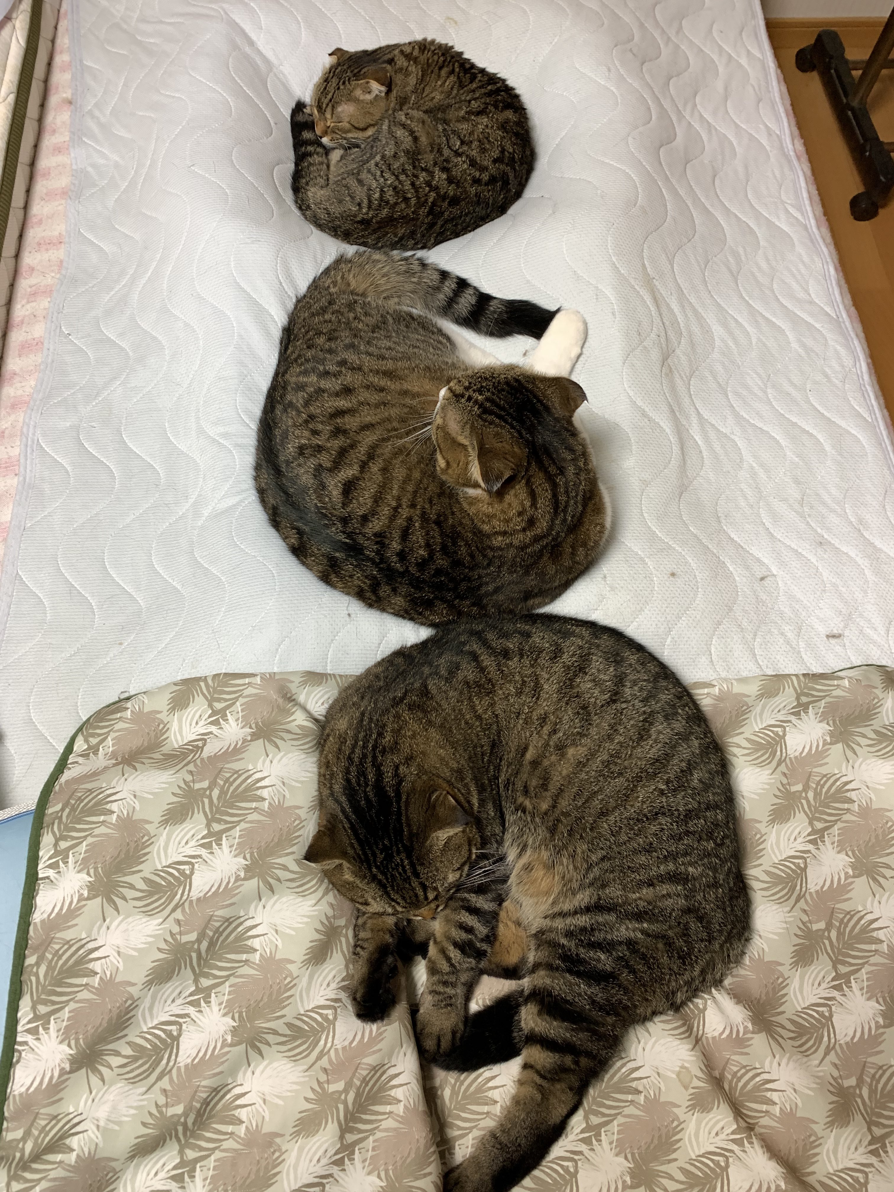 猫と一緒に寝る Twitter Search Twitter