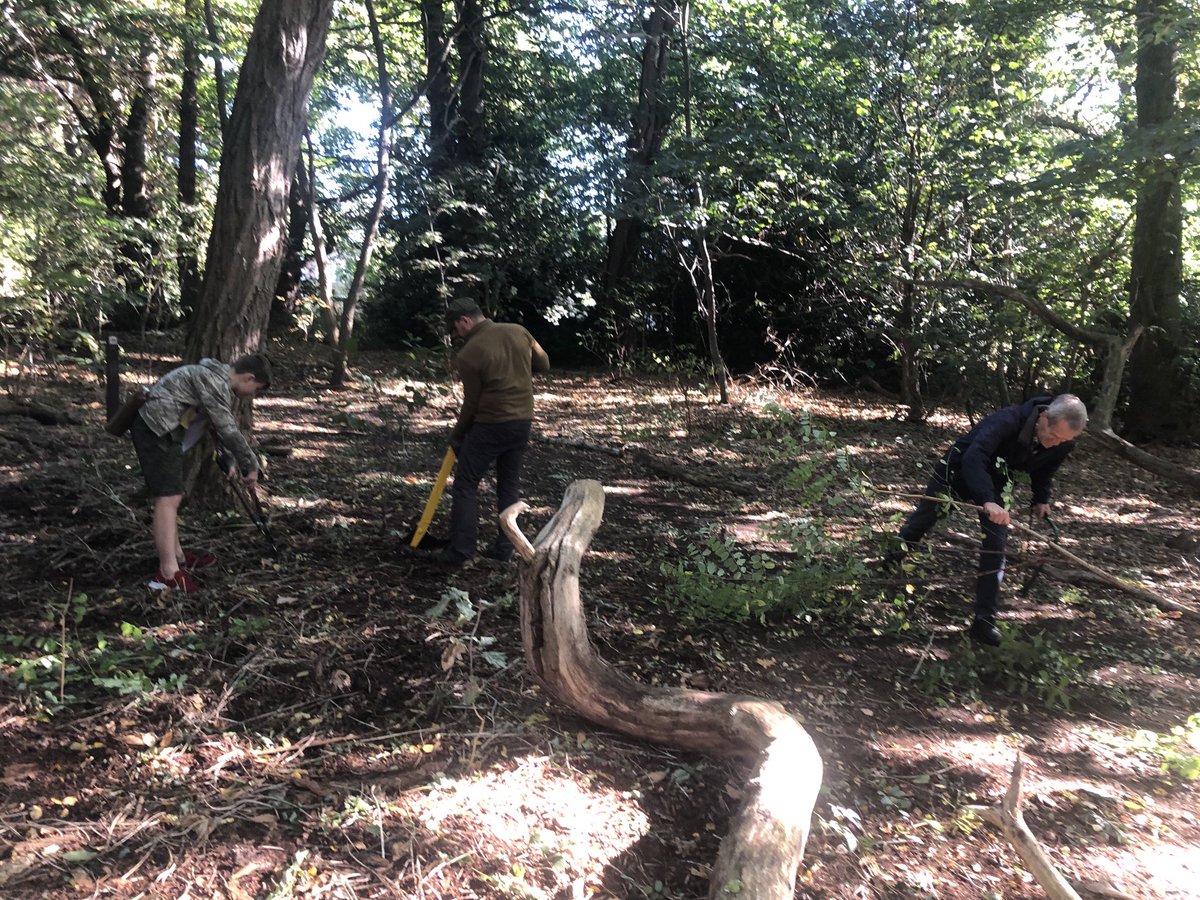 high_broom's tweet photo. Thank you to our volunteers for their fantastic work yesterday clearing the bluebell area of brambles, suckers… Why not join us at our next Conservation Morning on 12 Nov? ⁦@idverde_Bromley⁩ ⁦@sezel77⁩ ⁦@KateSLangford⁩ ⁦@leadwithskill⁩ https://t.co/i03kD9HUOr