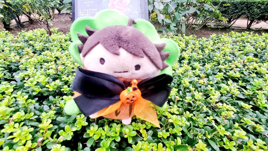chococircus's tweet photo. ずっっと行こうと思っていた旧古河庭園、秋バラフェスタ始まったタイミングでいってきたよ。バラの花びら入ったアイスたべた🍨コンドル建築でのティータイムとか、レトロ建築好きにはたまらなかった❤館内は撮影禁止なので何回でも見たい！バラはほぼ咲いてなくてめっっちゃ緑でした！ https://t.co/30lpUyFR8u