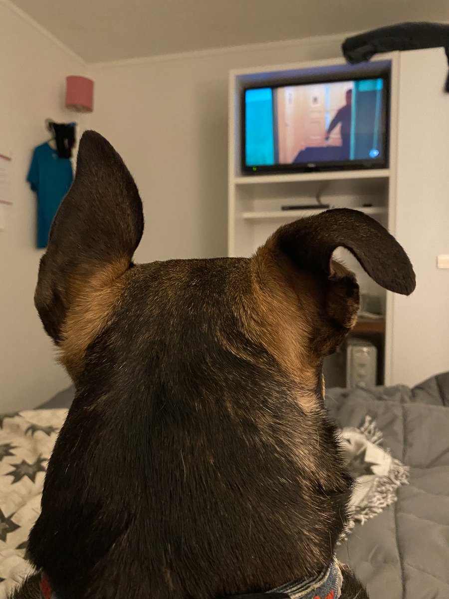 suzikyla23's tweet photo. Bourne Identity has the pup tick of approval #EarUp https://t.co/gU0W0FlPdh