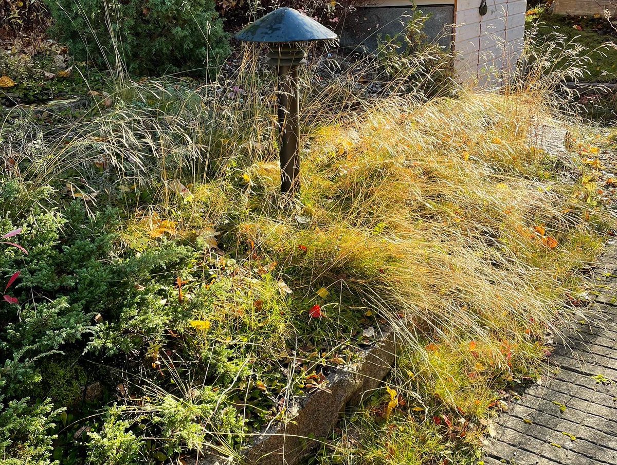 Muutaman sininadan istutin kuivaan rinteeseen, nyt siitä on tullut ns dynaaminen istutus. Tykkään enkä taistele vastaan. Joukkoon vielä istutan muutamia perhoskasvin.