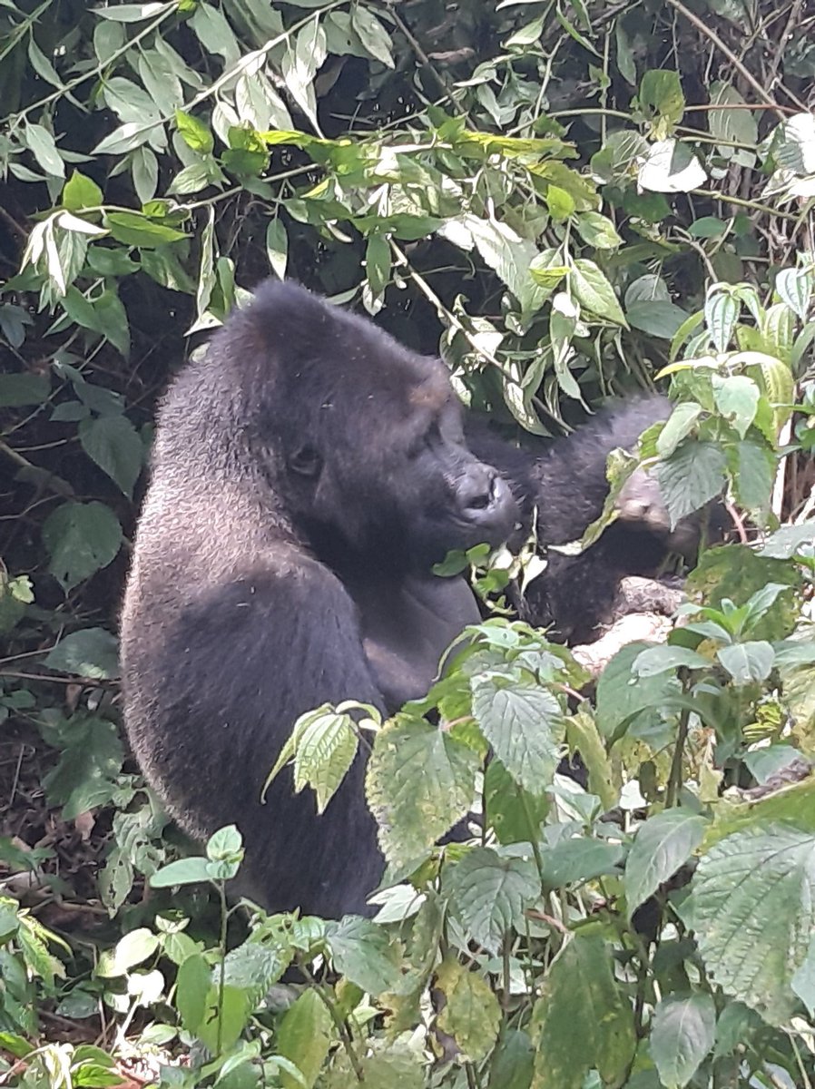 Primatologue's tweet photo. Through habituation, Primate expertise contribute to  grauer gorilla conservation in KBNP, DRC https://t.co/4bMprMdejz