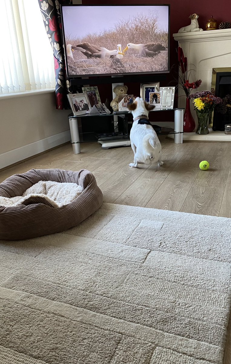 mrcurdmaths's tweet photo. #SundayBrunch Oscar enjoying TV for pets https://t.co/poAIURJpEO