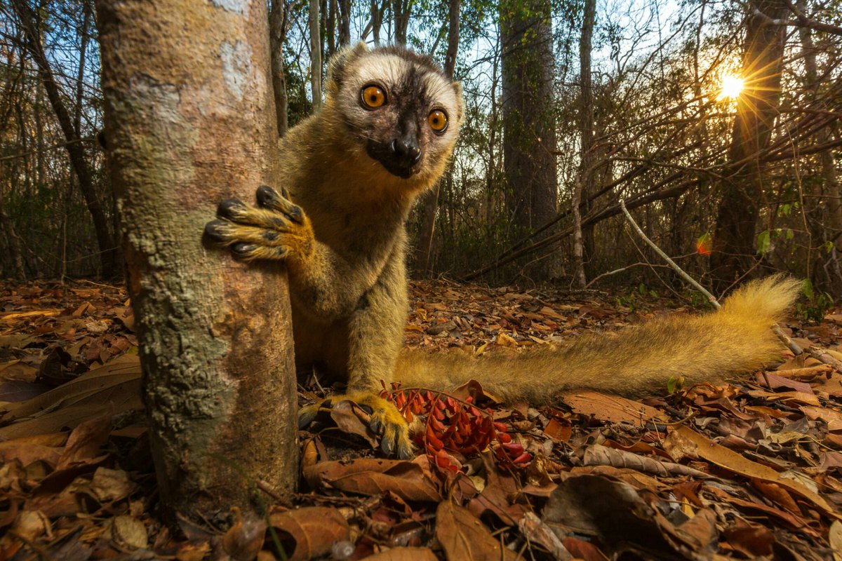 clicksaveplanet's tweet photo. gm

Red-Fronted Lemur, Madagascar. https://t.co/783jtsaSbl
