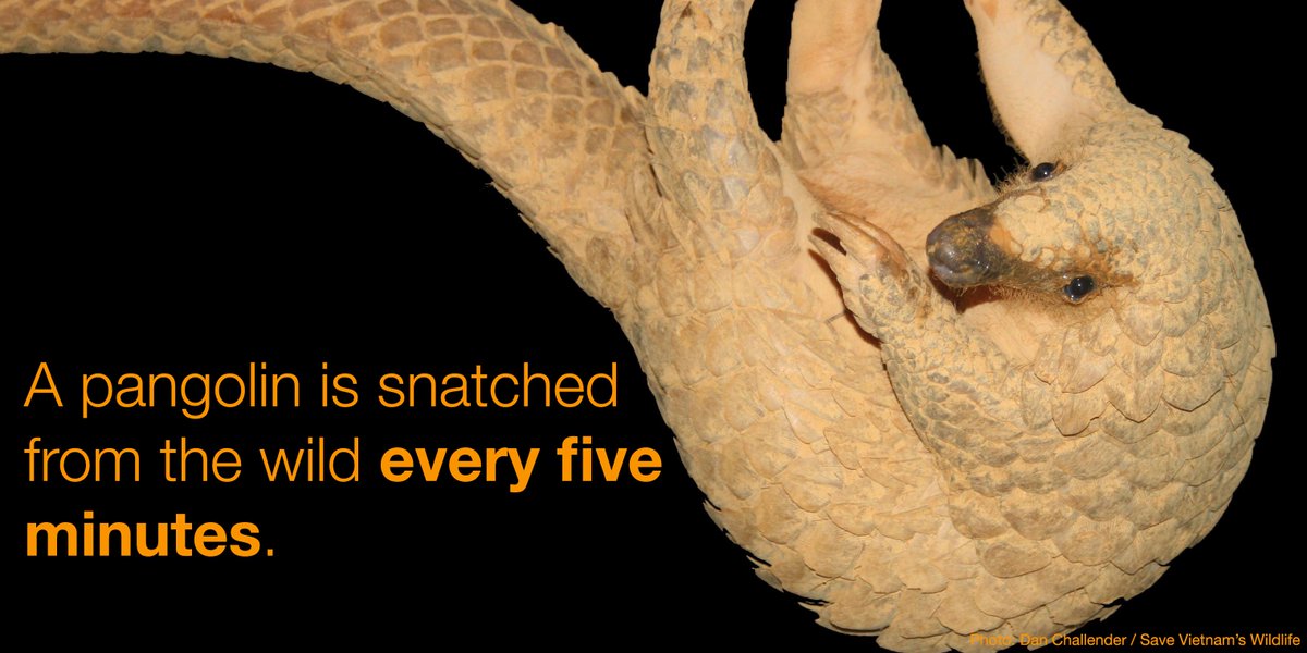 The pangolin is known as the world's most trafficked mammal, with all eight species threatened with extinction.

Here's more about the threats they face bit.ly/3NNRb8H <a href="/PangolinSG/">IUCN PangolinSG</a>