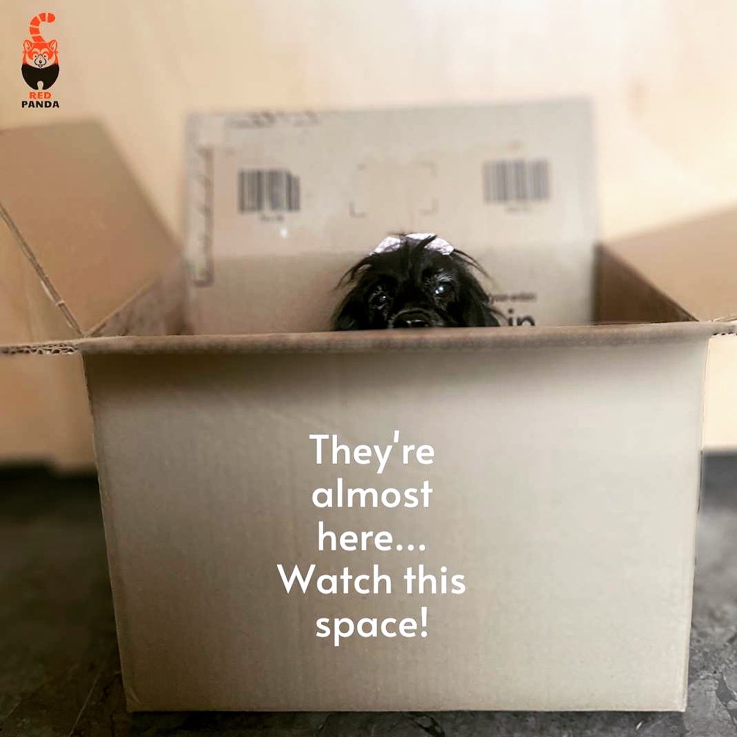 THEY’RE ALMOST HERE! Super excited! But what in the world is Molly doing? #unboxing #outsoon #coverreveal #picturebook #kidsbooks #dog #DogsOnTwitter <a href="/WestlandBooks/">Westland Books</a>