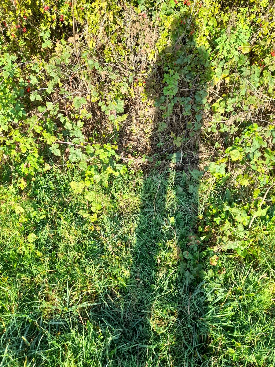 AnnievGansewink's tweet photo. De dagen worden korter, de schaduwen langer. Het is ontegenzeglijk herfst. 
Ook prachtig. #uiterwaarden #bovenstepolder #bergpad #wageningen https://t.co/azPetPcWLC
