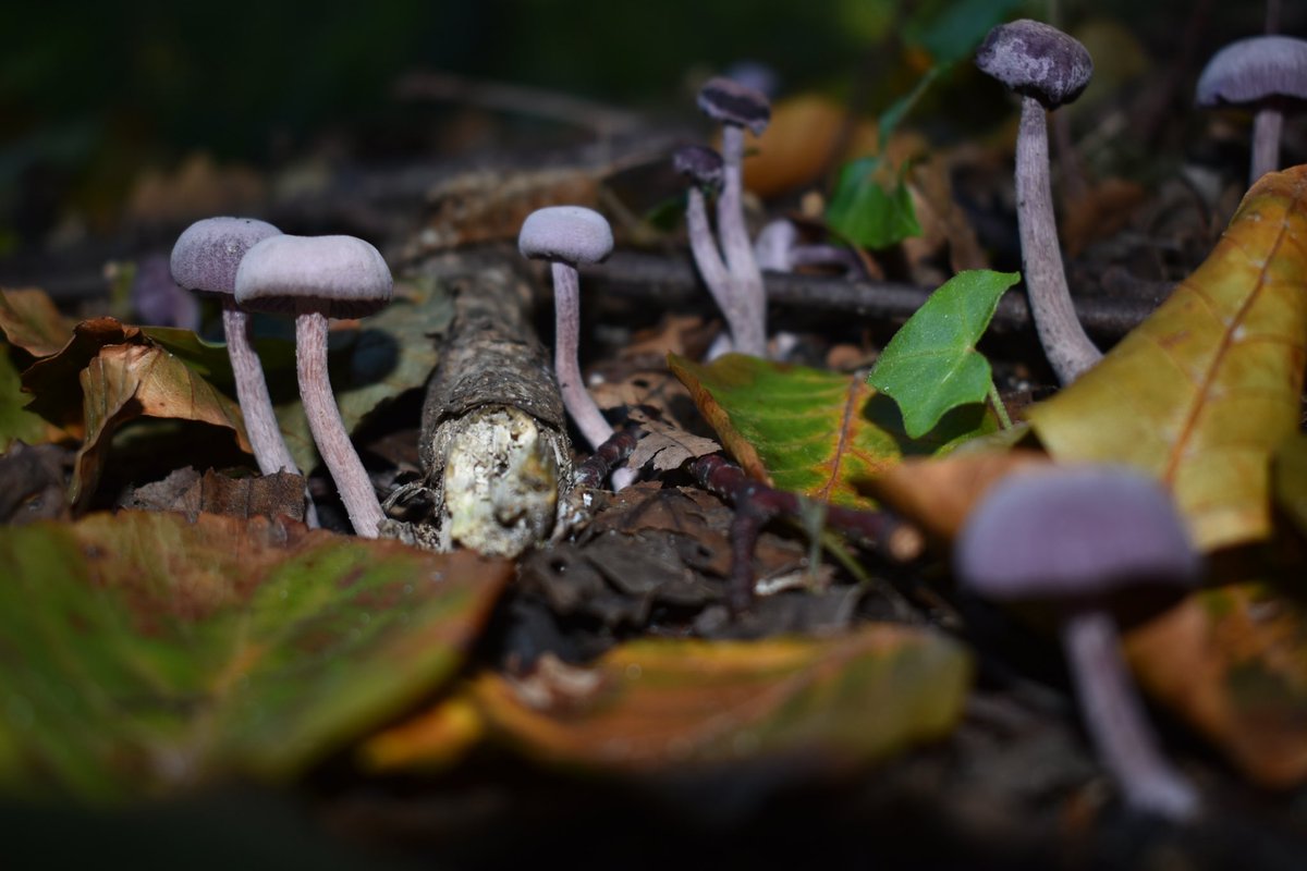 Mushroom hunting in Leidse Hout