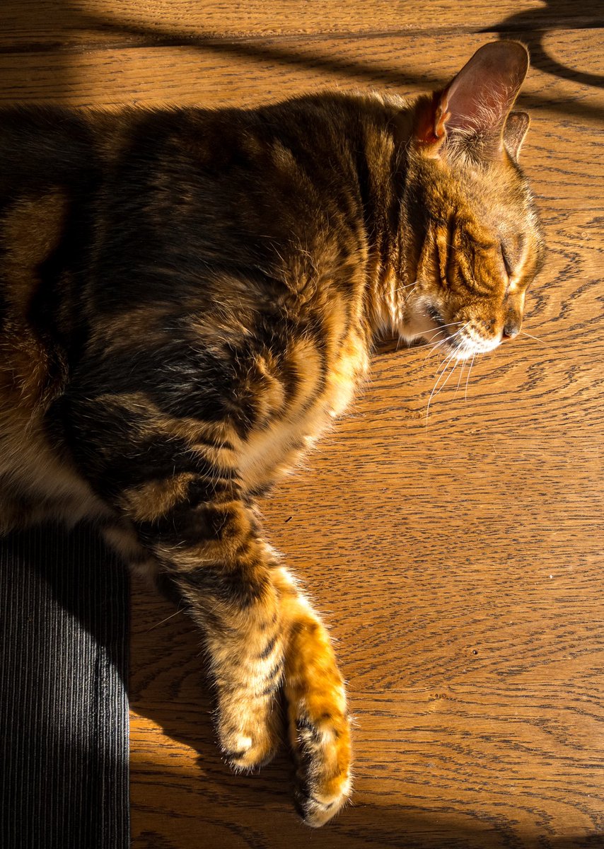 markmccaughrean's tweet photo. If itβs Sunday, itβs time to recharge the batteries π½
#Tigger
#SolarPoweredCat https://t.co/9mNpM5QCBZ