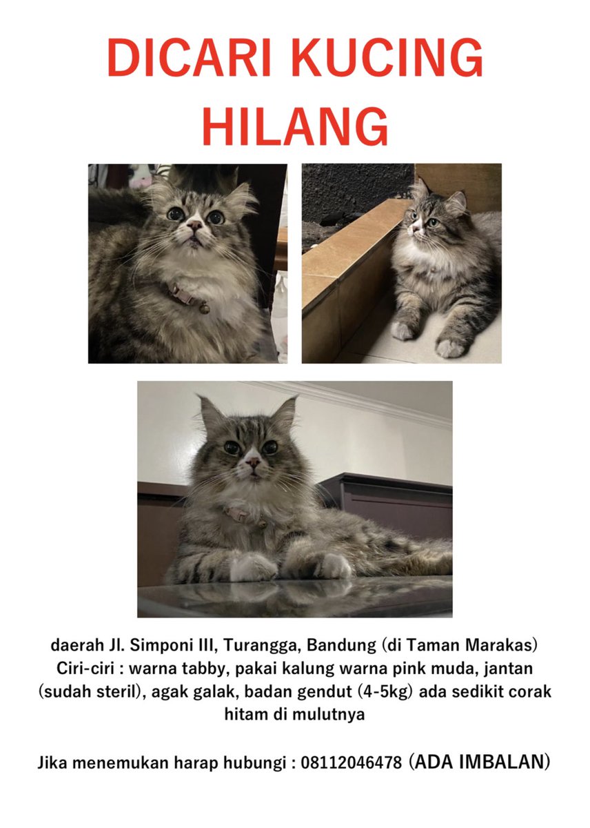 talithaurelliaa's tweet photo. Halo semuanya kalo tweet ini lewat mohon bantuannya untuk RT ya😊 (Help RT)

DICARI KUCING HILANG DI JL. SIMPONI III, TURANGGA BANDUNG.
CIRI SEPERTI PADA GAMBAR.

Jika menemukan tolong hubungi no tertera atau bisa langsung DM. 
Ada imbalan bagi yang menemukan. 
Terima kasih. https://t.co/FNl0KxiIlF