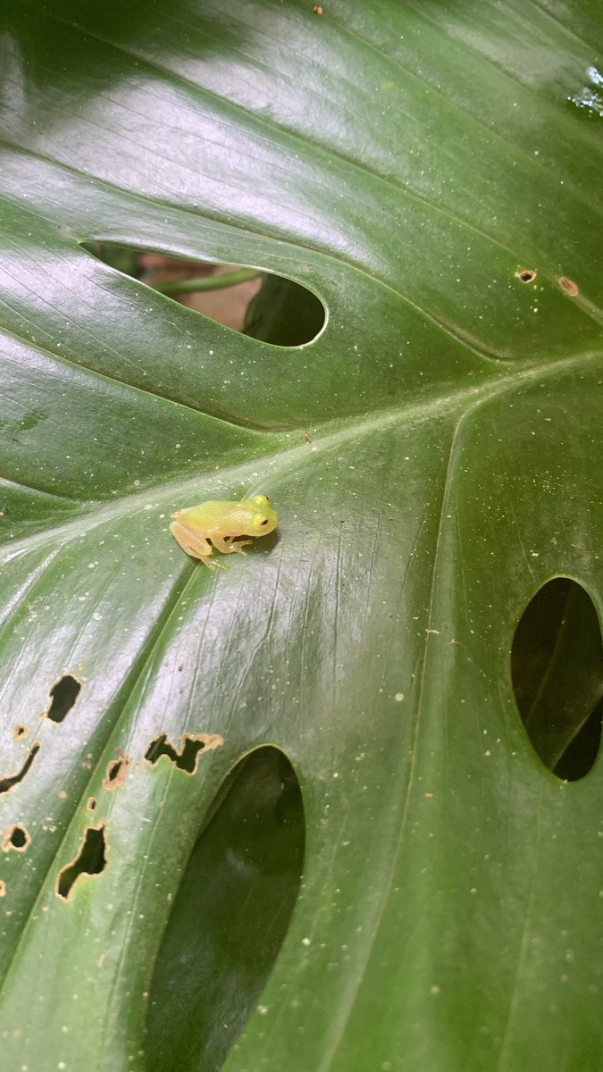 KoKo_kafs's tweet photo. Fun fact: Tobago has its own species of glass frogs https://t.co/oHx2Lw9pIF