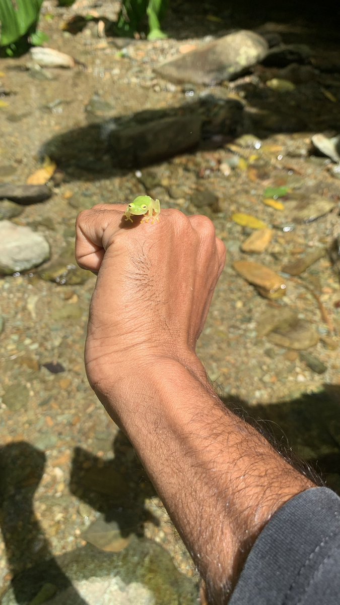 KoKo_kafs's tweet photo. Fun fact: Tobago has its own species of glass frogs https://t.co/oHx2Lw9pIF