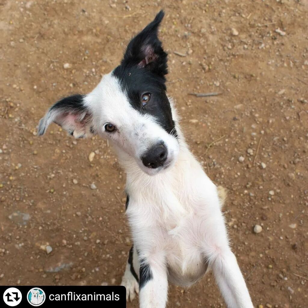 #Repost - <a href="/canflixanimals/">CAN FLIX & A.M.P.A.R.E.</a> by @get_regrammer
VEGA EN ADOPCIÓN!! 🐾🐶

Vega espera su oportunidad en la protectora, a ver si aparece alguien preguntando por ella 😁 esta bebé de tres meses y medio es lista, obediente, observadora, cariñosa y tranquila. Co… instagr.am/p/CjfQhECorKI/