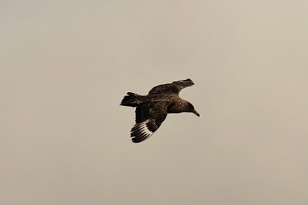 In other wildlife news… Last week in the North West Highlands of Scotland I saw this large bird fight and kill a large gull in the shallow water just off the beach. My guess is that it is a Great Skua but would welcome a more knowledgeable opinion.