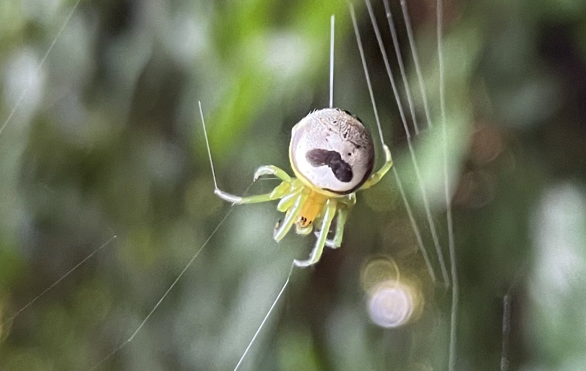 bonebraking's tweet photo. So I found a #PringlesSpider today and then learned that there is a petition to have it “officially recognized” as such https://t.co/ghCZ7x5jk2 Regardless of the outcome, I hope @Pringles recognizes the opportunity to support spider conservation! https://t.co/6XS1Wb06d6